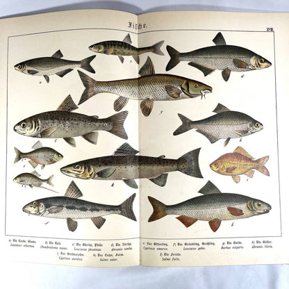 1886 Natural History By Dr. G.H. V. Schubert, 1St Amphibians, Fish, Insects