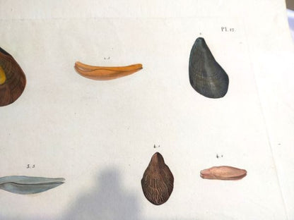 Napoleon Egypt Description De Legypte 1817 Savigny Crenatules Hand Colored Plat