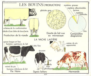 Emile Deyrolle Le Bovins (Production) 