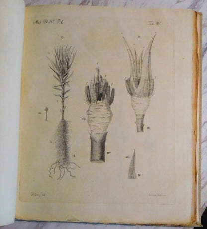 Johannes Hedwig Fundamentum Historiae Naturalis Muscorum Frondosorum 1782 1St Ed