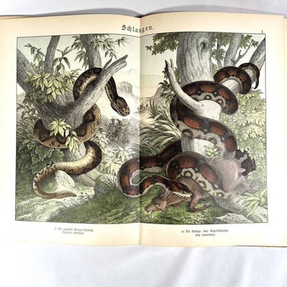 1886 Natural History By Dr. G.H. V. Schubert, 1St Amphibians, Fish, Insects