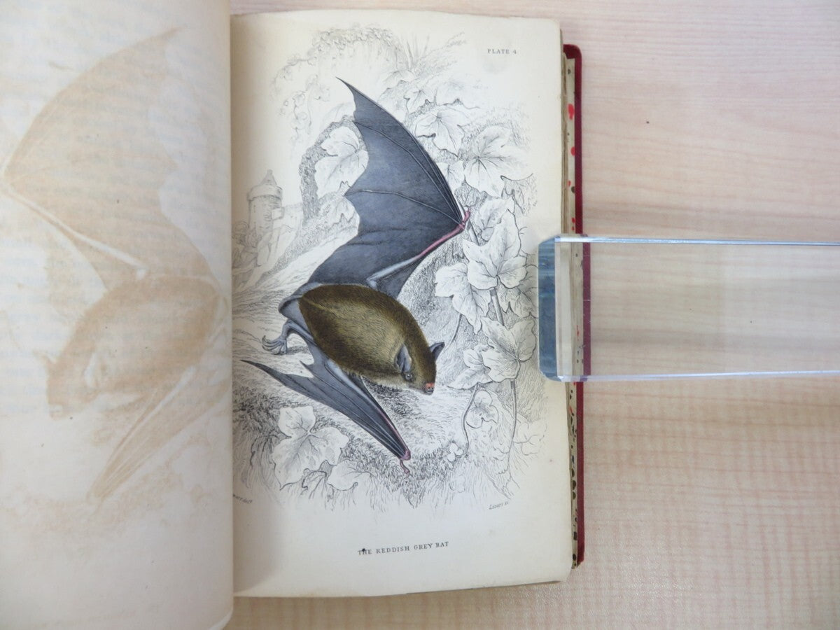 William Jardine The Naturalist'S Library. Vol Xvii. Mammalia: British Quadrupeds