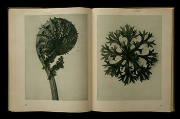 1941 Vintage Verlag Ernst Wasmuth - Karl Blossfeldt Urformen der Kunst