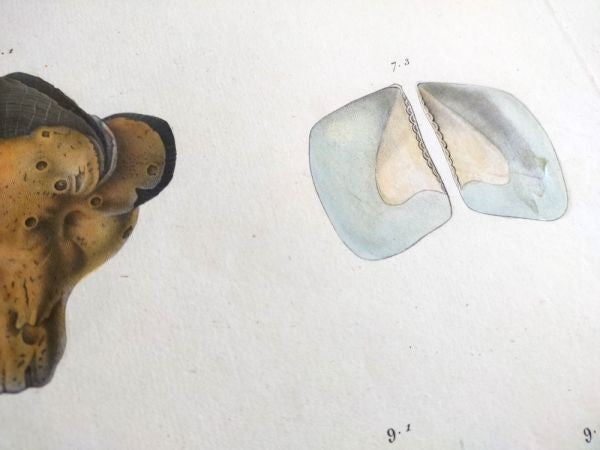 Napoleon Egypt Description De Legypte 1817 Savigny Crenatules Hand Colored Plat
