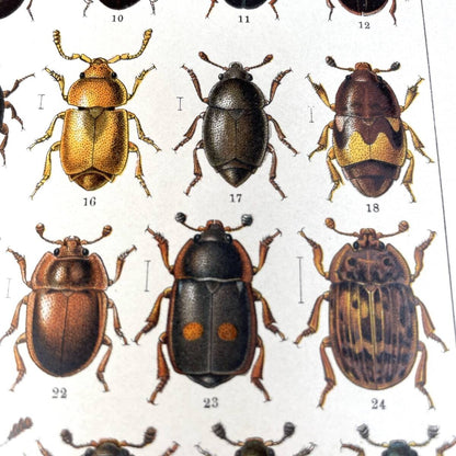 Atlas Brouku By Frantiek Klaplek, 1903, Czech Beetle Atlas, Full-Color