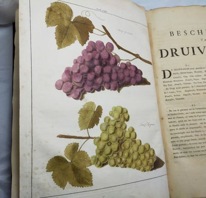 1763 Knoop Fructologia Dutch First Edition Hand-Colored Plates Complete Rare