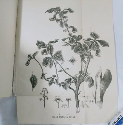 Eykman Phytochemische Notizen Japanische Pflanzen Tokyo University 1883 Rare