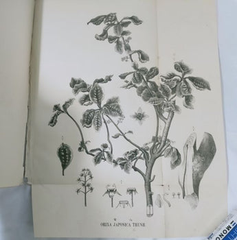 Eykman Phytochemische Notizen Japanische Pflanzen Tokyo University 1883 Rare