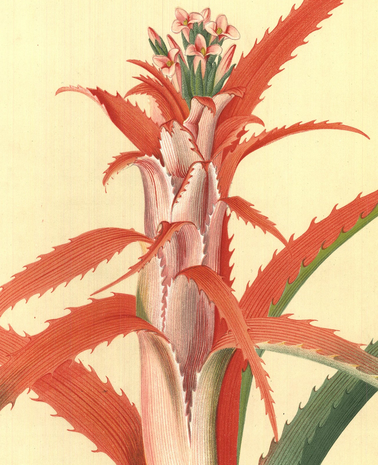 Georg Dionysius Ehret Flower Books And Paintings From The Plesch Botanical Found