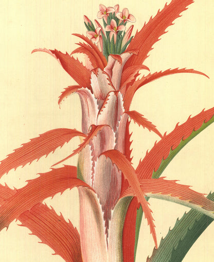 Georg Dionysius Ehret Flower Books And Paintings From The Plesch Botanical Found