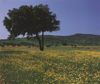 Archiv Kiedrowski Tuscany, Italy 