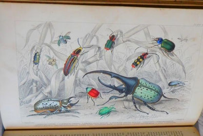 1866 Goldsmith History Of Earth And Animated Nature 2 Vols Blackie Hand-Color