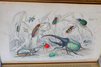 1866 Goldsmith History Of Earth And Animated Nature 2 Vols Blackie Hand-Color