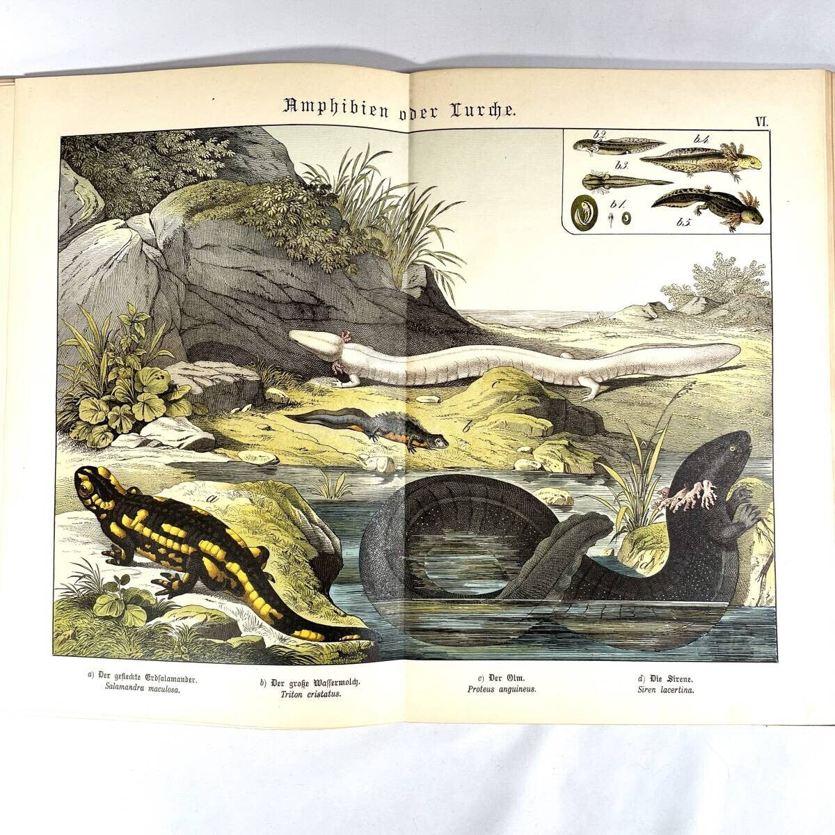 1886 Natural History By Dr. G.H. V. Schubert, 1St Amphibians, Fish, Insects