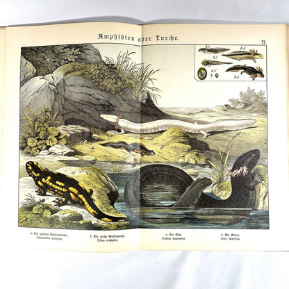 1886 Natural History By Dr. G.H. V. Schubert, 1St Amphibians, Fish, Insects