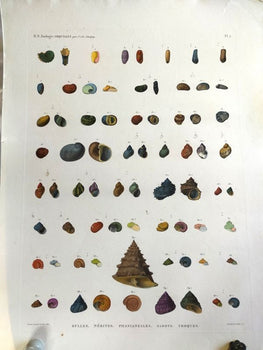 Napoleon Egypt Description De Legypte 1817 Savigny Shells Plate 5 Hand Colored
