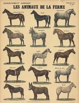 Emile Deyrolle Les Animaux De La Ferme - Les Chevaux 