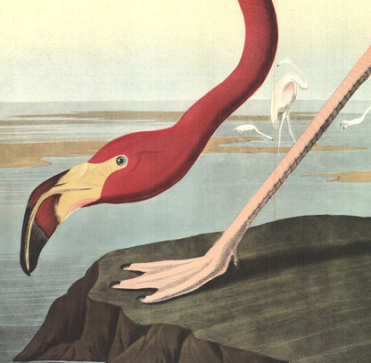 John James Audubon American Flamingo " Lithograph Modernism Par