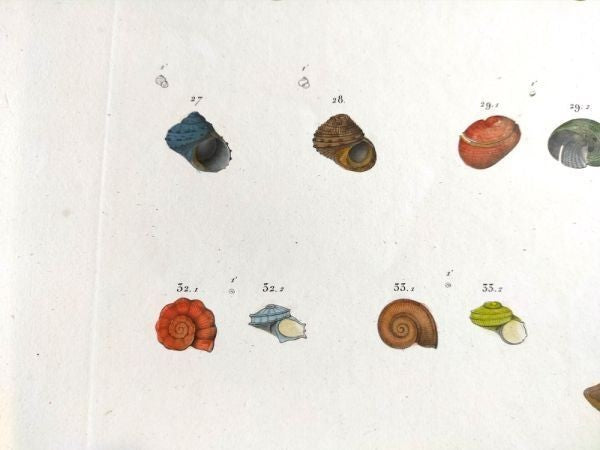 Napoleon Egypt Description De Legypte 1817 Savigny Shells Plate 5 Hand Colored