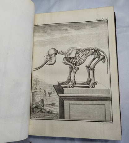1754 Buffon Histoire Naturelle Vol 11 First Ed Elephant Rhino Camel 42 Plates
