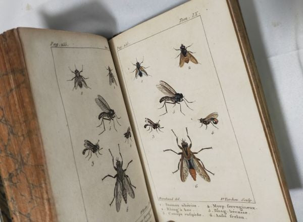 1813 Histoire Naturelle Des Insectes Tome Ix De Tigny Hand-Colored Plates Buffon