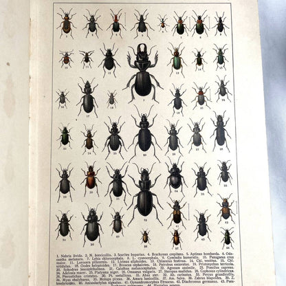 Atlas Brouku By Frantiek Klaplek, 1903, Czech Beetle Atlas, Full-Color