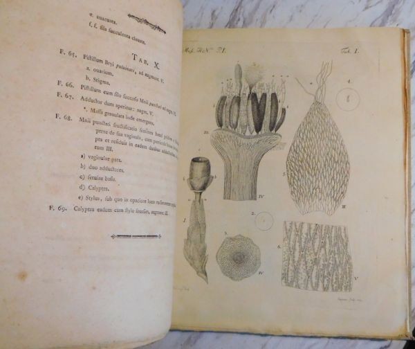 Johannes Hedwig Fundamentum Historiae Naturalis Muscorum Frondosorum 1782 1St Ed