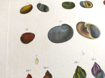 Napoleon Egypt Description De Legypte 1817 Savigny Shells Plate 5 Hand Colored