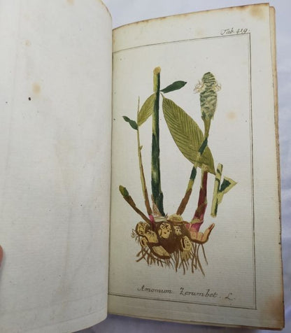 Johannes Zorn Icones Plantarum Medicinalium Vol V 1784 1St Ed Hand Colored Plate