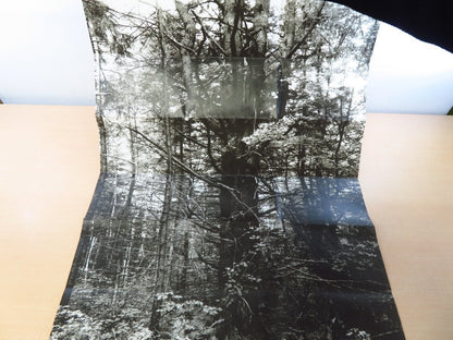 Manual: Forest / Product Suzanne Bloom Ed Hill