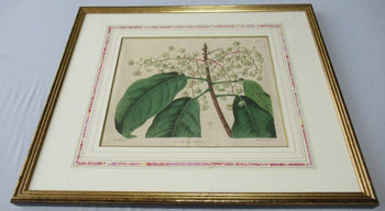 Syd. Edwards Botanical Engraving 