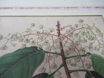 Syd. Edwards Botanical Engraving 