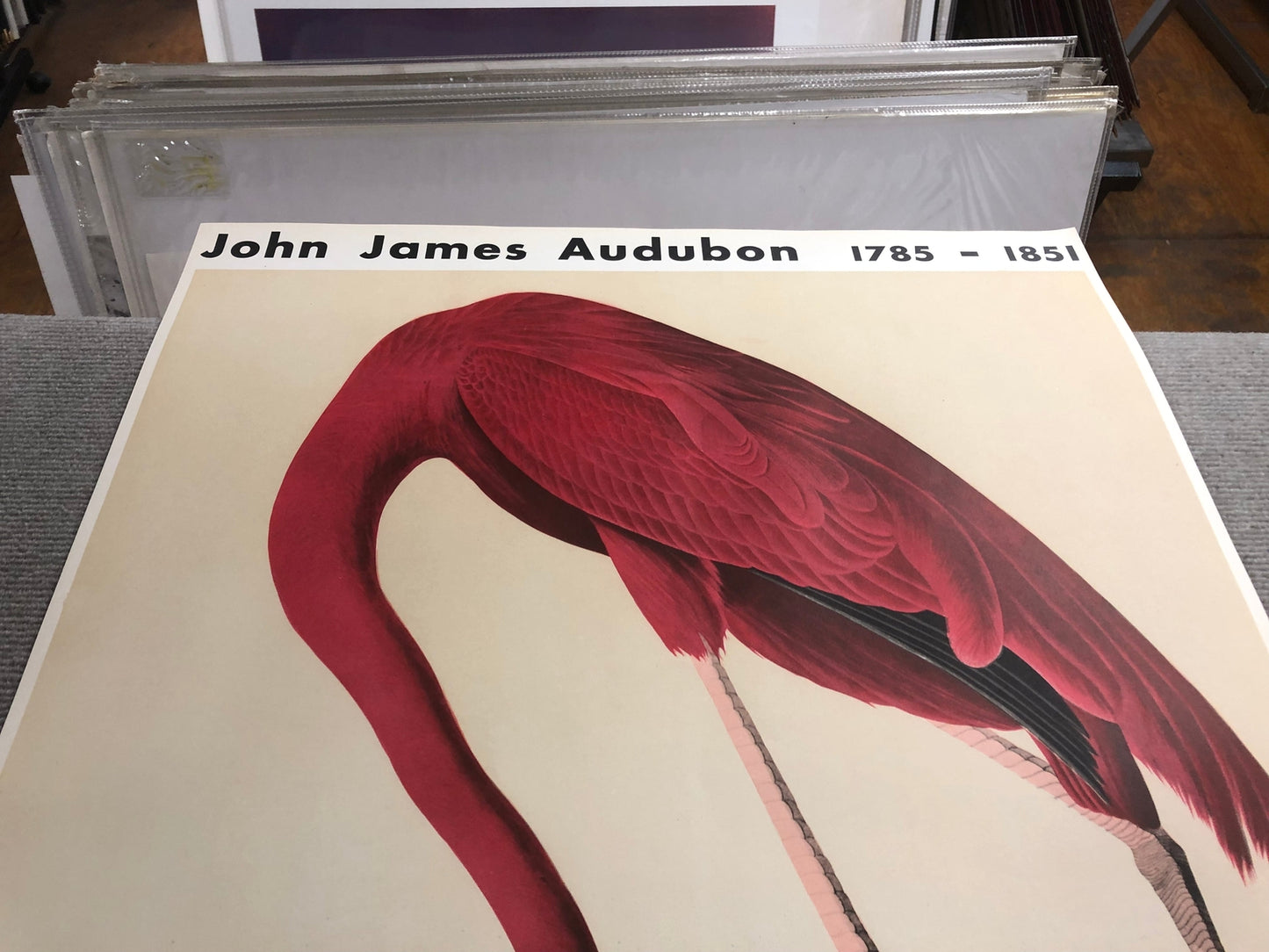 John James Audubon American Flamingo " Lithograph Modernism Par