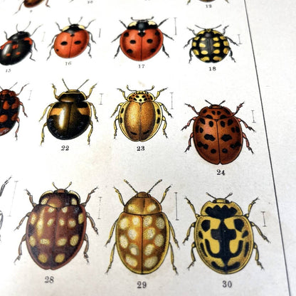 Atlas brouku by Frantiek Klaplek, 1903, Czech Beetle Atlas, Full-Color