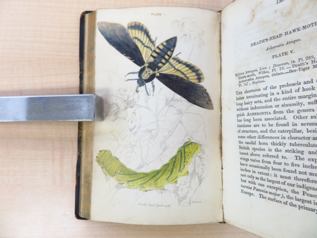 James Duncan?The Naturalist'S Library 4?1836 British Moth Book