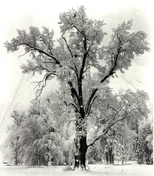 Ansel Adams Oak Tree, Snowstorm, Yosemite National Park, California () 36