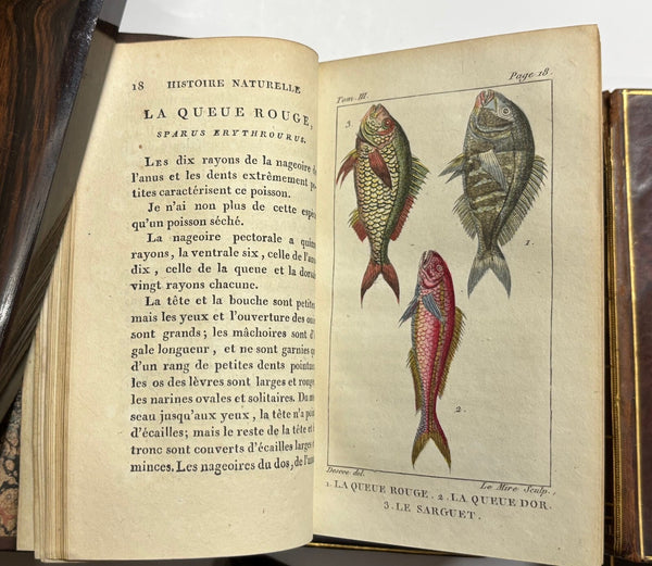 Bloch Marcus Elieser "Histoire Naturelle Des