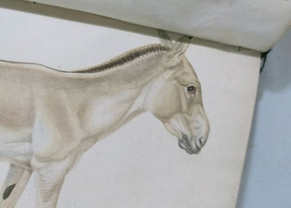 Isidore Geoffroy Saint-Hilaire Essais Zoologie Generale 1841 W Handcolored Plate