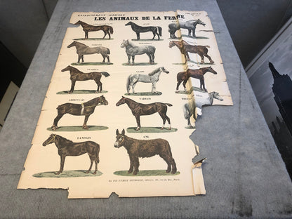 Emile Deyrolle Les Animaux De La Ferme - Les Chevaux " Lithograph 1