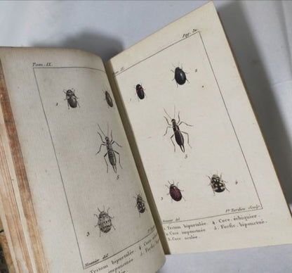 1813 Histoire Naturelle Des Insectes Tome Ix De Tigny Hand-Colored Plates Buffon