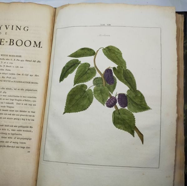 1763 Knoop Fructologia Dutch First Edition Hand-Colored Plates Complete Rare