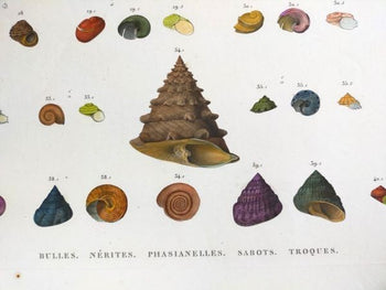 Napoleon Egypt Description De Legypte 1817 Savigny Shells Plate 5 Hand Colored