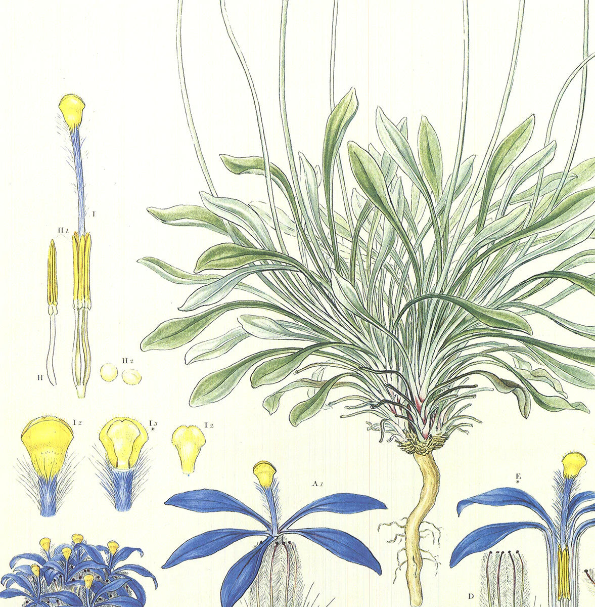 Ferdinand Bauer Illustrations Of The Flora Of New Holland " Offset Litho