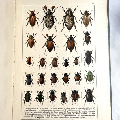 Atlas brouku by Frantiek Klaplek, 1903, Czech Beetle Atlas, Full-Color