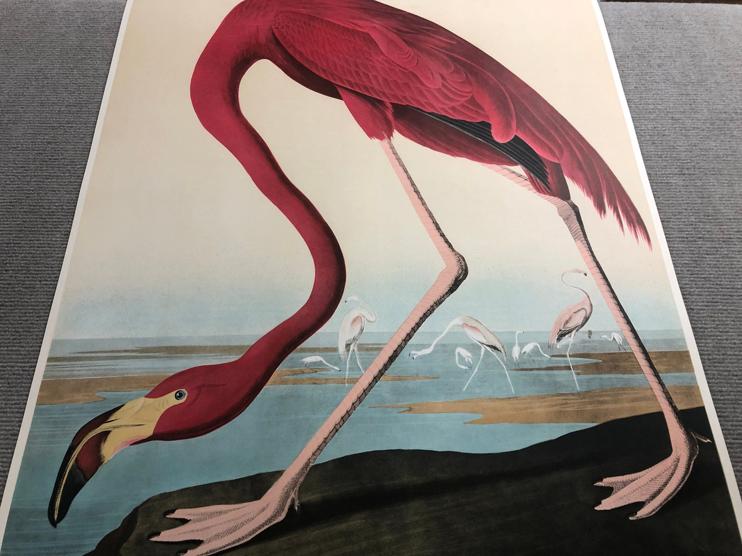 John James Audubon American Flamingo " Lithograph Modernism Par